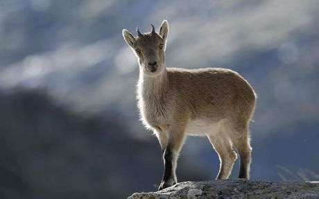 Extinct species of goat brought back to life through cloning - Neoseeker