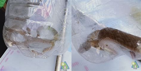 Two Philippine Rat Snakes rescued by the PCSDS Enforcement Team | PCSD