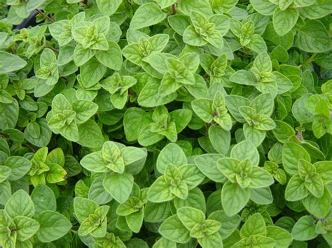 [100+] Oregano Plant Pictures | Wallpapers.com