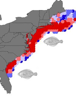 Ecology - The Summer Flounder Resource