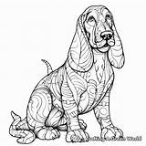 Basset Hound Coloring Pages  Free & Printable sketch template