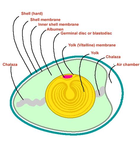 Embryology of chicken