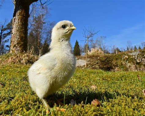 Day-old Chicks Photographed in Group on Free Range. Stock Photo - Image ...