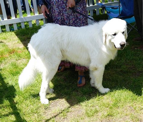 Polish Tatra Sheepdog : History, Temperament, Care, Training, Feeding ...