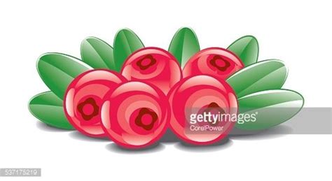 Cranberry Stock Clipart | Royalty-Free | FreeImages