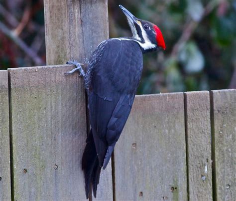 Pileated Woodpecker | Showed up to feed on suet on a very co… | Jerry ...