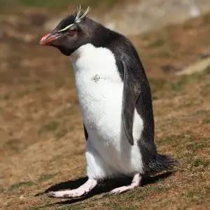 Rockhopper Penguin - Facts, Diet, Habitat & Pictures on Animalia.bio