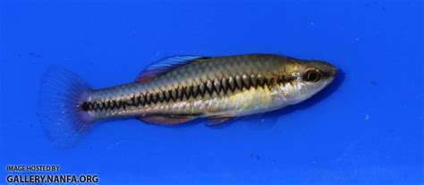 Bluefin Killifish