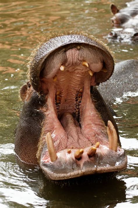 Yawning hippopotamus stock image. Image of tartiodactyles - 21385643