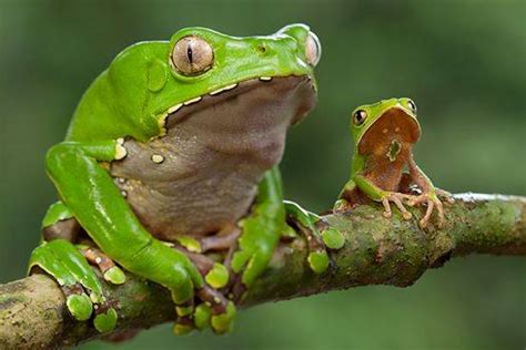 Kambo Frog Medicine: Everything You Need to Know. - Medicine Frog Kambo