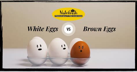 White Eggs Vs Brown Eggs - Nutri Fresh