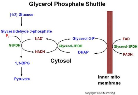 Glycerol Phosphate Shuttle in Oxidative Phosphorylation