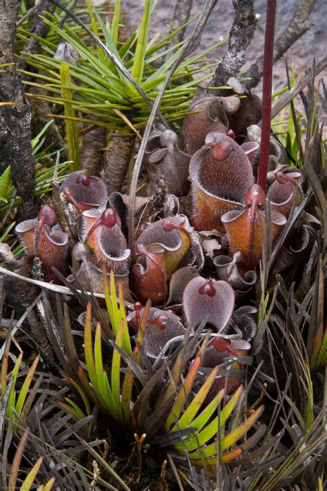 381 best Flesh eating plants images on Pinterest | Carnivorous plants ...