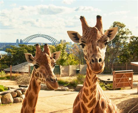 FIRST SPRING DELIVERY A TALL ORDER AT DUBBO ZOO | Taronga Conservation Society Australia