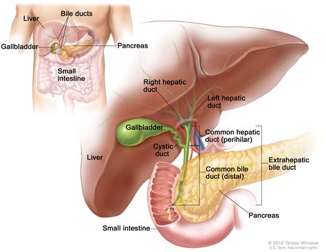 Extrahepatic Bile Duct Cancer Treatment (PDQ®) | Cure Today