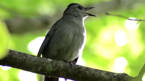 Gray catbird call - YouTube