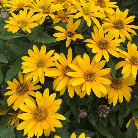 Tuscan Gold™ - False Sunflower - Heliopsis helianthoides | Hardy ...