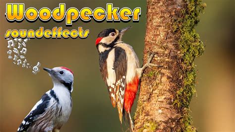 Woodpecker sound effects | Woodpecker knocks and chirps - YouTube