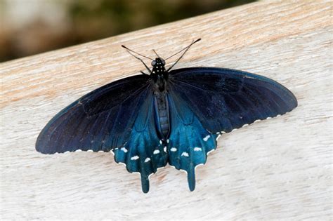 California Pipevine Swallowtail Butterfly | Inhabitat - Green Design, Innovation, Architecture ...