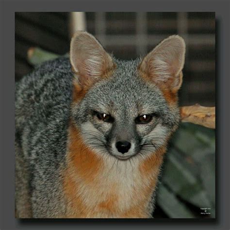 Cute Grey Fox