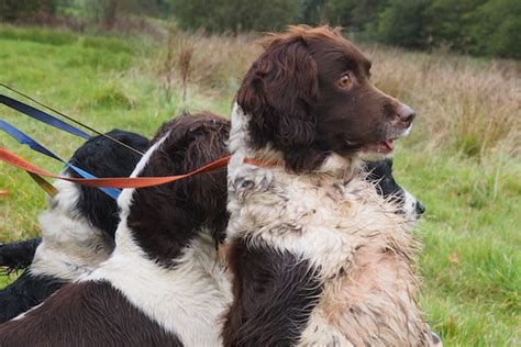 Springer spaniel training - why they AREN'T problem dogs | ShootingUK