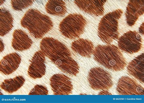 Giraffe skin stock photo. Image of background, spots, skins - 662258