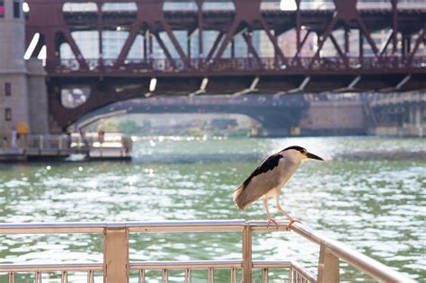 Chicago River Day 2019: Clean up trash and restore wildlife habitats - Curbed Chicago