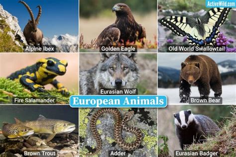 European Animals List With Pictures & Facts – Species Found In Europe