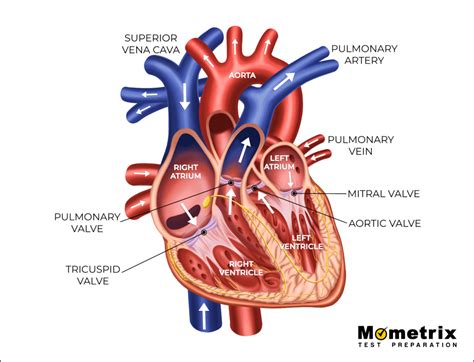 Anatomy Of The Heart And Blood Flow Anatomy Drawing Diagram | My XXX Hot Girl