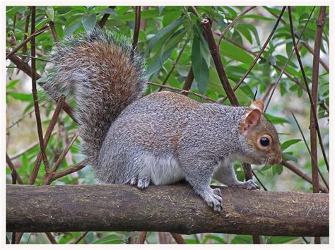 A Natural History of Paddock Wood in 2016: Grey squirrel population to rise