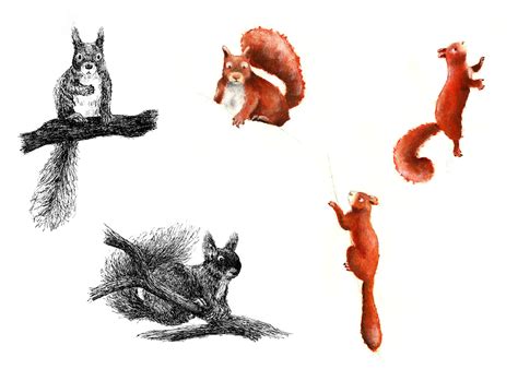 Squirrel In Tree Drawing at GetDrawings | Free download