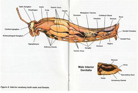 Lab 15 - continued Arthropods - grasshopper (Part 4 of 5) - Kathy Egbert | Library | Formative