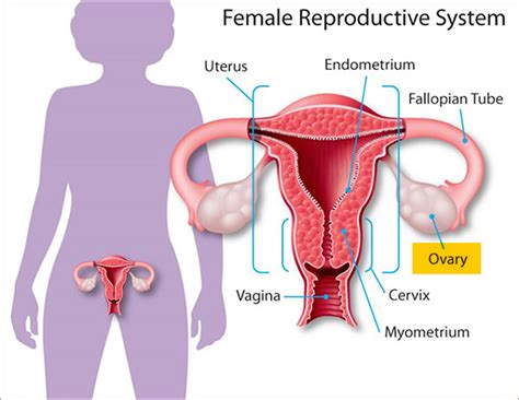 Ovaries - Function, Location, Hormones Produced. What control it?