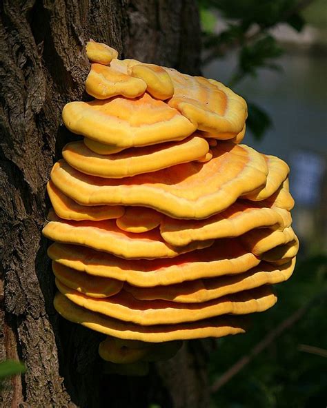 Sulfur Shelf (Laetiporus sulphureus): Edible (but some may have allergic reactions, so eat it in ...