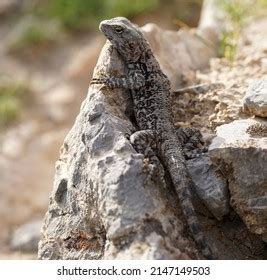 415 Agamidae family Images, Stock Photos & Vectors | Shutterstock