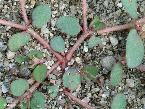 Euphorbia maculata (spotted sandmat): Go Botany