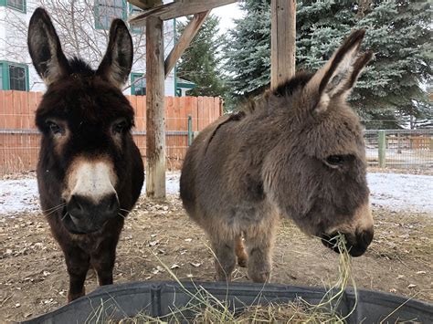 Miniature Donkeys