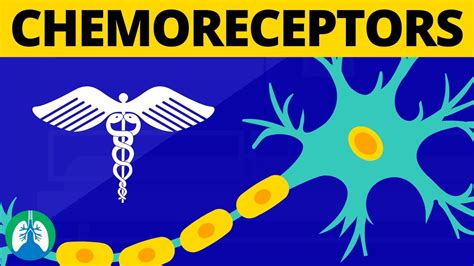 Chemoreceptors (Medical Definition) | Physiology of Breathing - YouTube