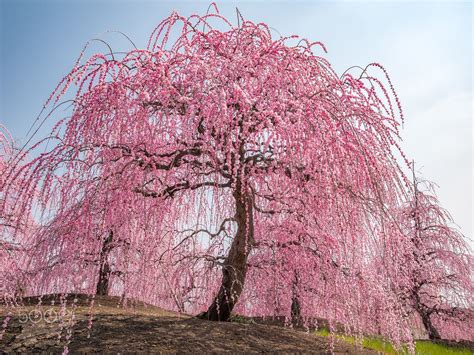 Beautiful wings - Weeping plum,Japan Panasonic DMC-GX7MK2 | Weeping ...