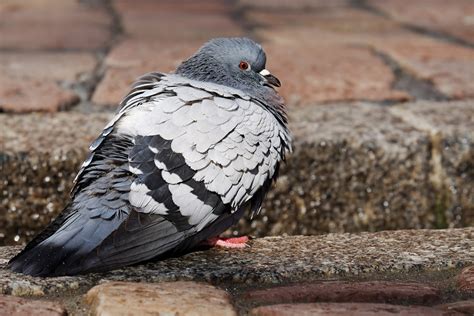 Are Pigeons Dangerous? - Premier Pigeon Control