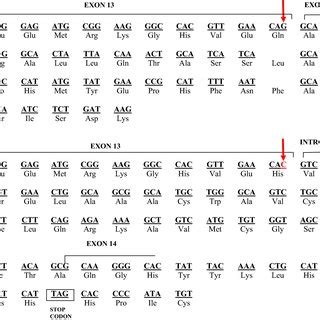 A Schematic representation of wild type coding sequence of exon 13 and... | Download Scientific ...