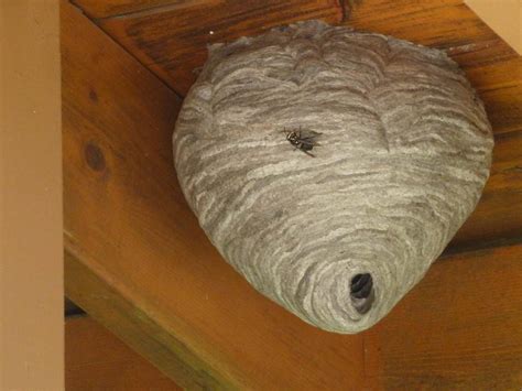 Moving day coming for angry wasp nest - Winnipeg Free Press Homes