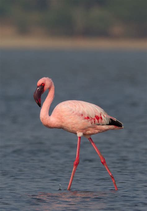 Lesser Flamingos Spotted in Pulicat Lake!! | Saevus