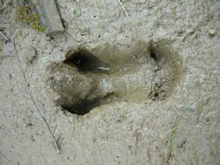 Probirder: Wild Boar tracks