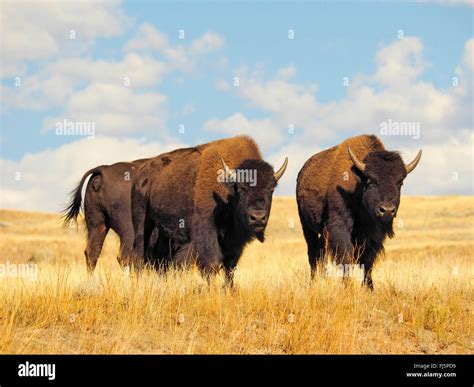 American bison, buffalo (Bison bison), herd of buffalos, USA, Wyoming ...