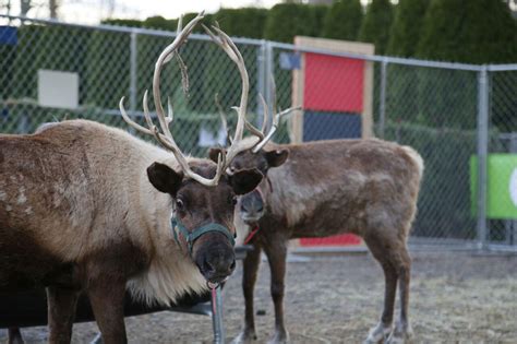 Dasher, Dancer and Prancer returning to Greenwich for reindeer festival