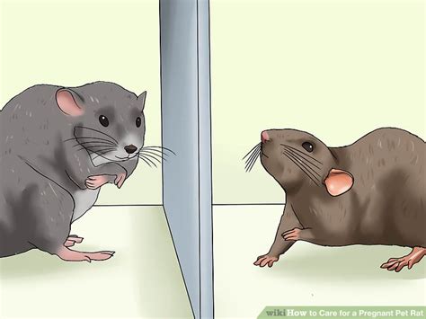 How to Care for a Pregnant Pet Rat: 15 Steps (with Pictures)