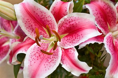 Stargazer Lily Care and Growing Tips