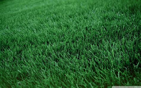 fresh, Cut, Grass wallpaper 1920x1200 Wallpapers HD / Desktop and ...