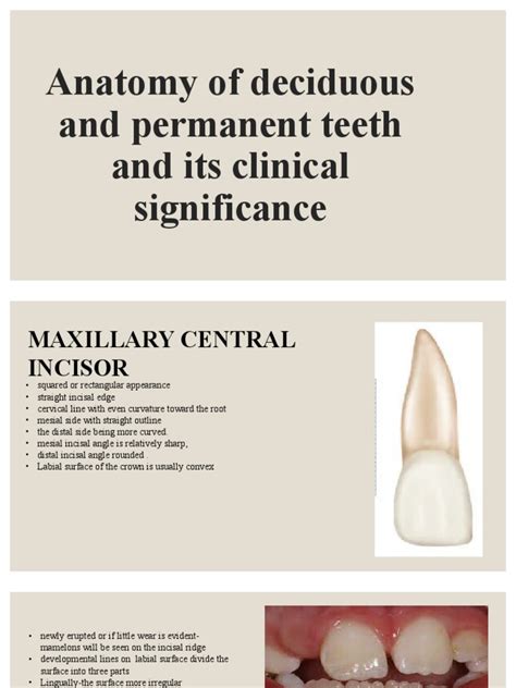 Anatomy of Permanent Teeth | PDF | Dental Anatomy | Human Anatomy